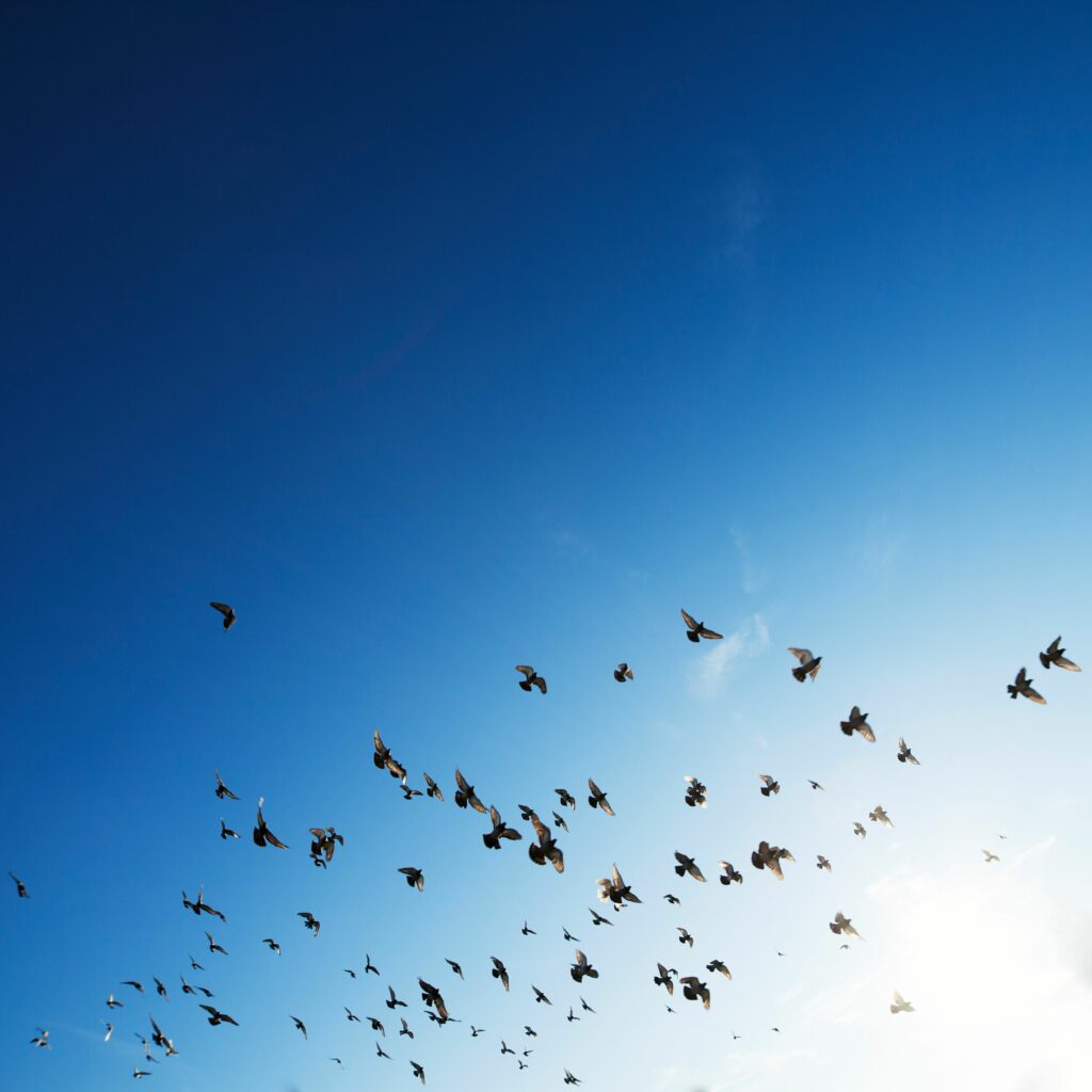 Does an asylum claim act as a bar to a return order under the 1980 Hague Convention?