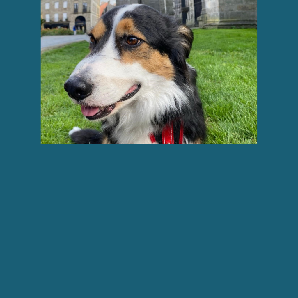 Pets on divorce: who gets to keep the family pet?